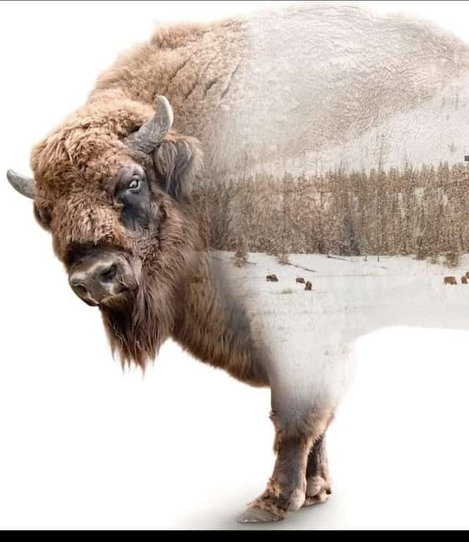 Screenshot 20210206 141730 Facebook