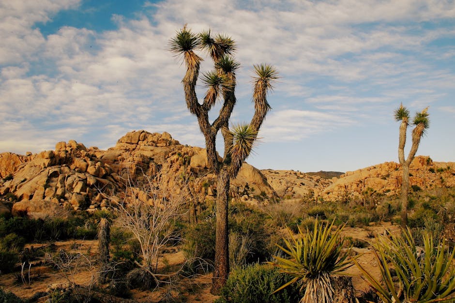 Joshua Tree National Park - Motorcycle routes USA